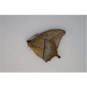 Charaxes paphianus femelle