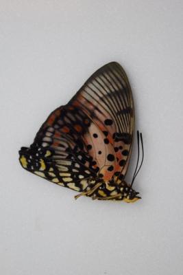 Charaxes zingha mâle