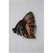 Charaxes zingha mâle