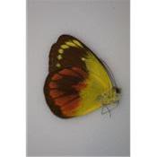 Delias caeneus caeneus femelle