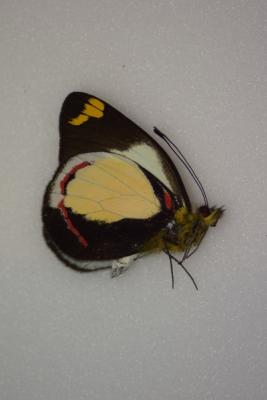 Delias dixeyi male