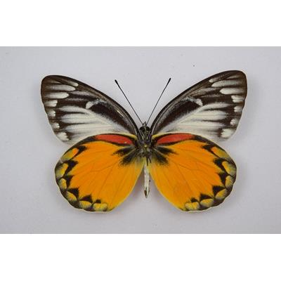 Delias oraia lydia male étalé