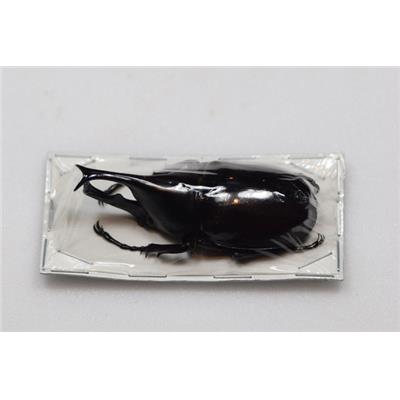 Xylotrupes gideon mâle + 75 mm