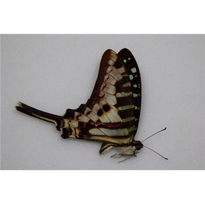 Graphium policenes