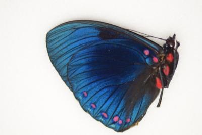 Hamadrias velutina A1