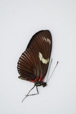 Heliconius doris rouge