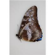 Morpho cypris male A1