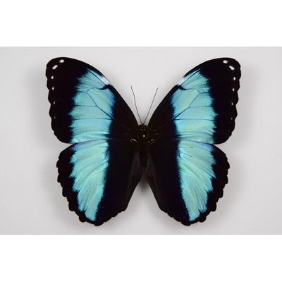 Morpho deidamia recto male étalé