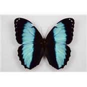 Morpho deidamia recto male étalé