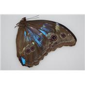 Morpho didius A2 special n°2