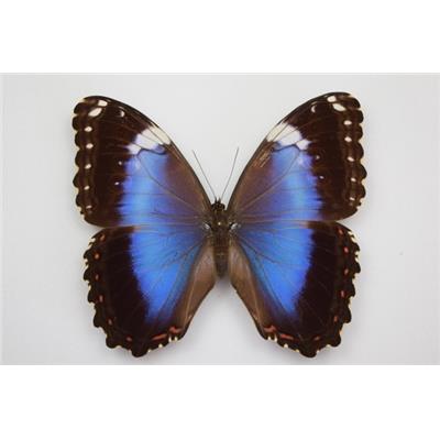 Morpho helenor violaceus femelle