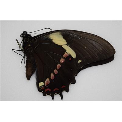 Papilio aristeus male