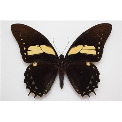 Papilio aristeus male étalé
