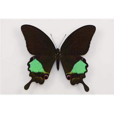 Papilio paris étalé