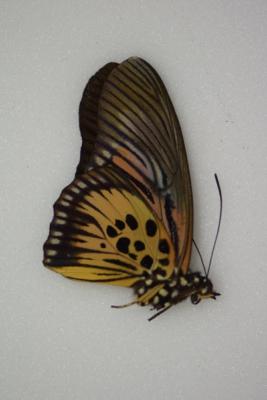 Pseudacraea clarki clarki male