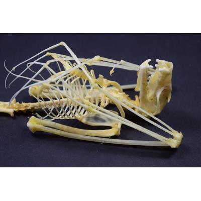 Squelette Roussetus leschenaulti fermé