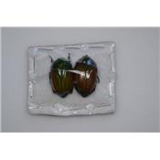 Rutelinae sp x 2