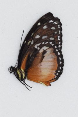 Thithorea sp