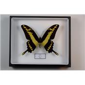Papilio thoas mâle