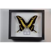 Papilio thoas mâle