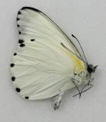 Pieris Sabina