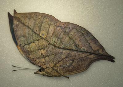 Kallima inachus chinensis