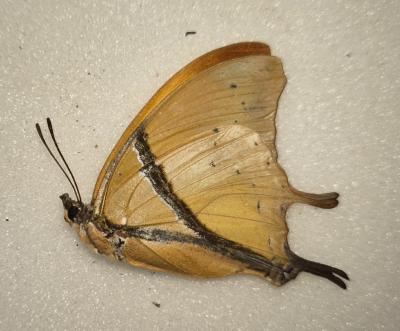 Charaxes kaldeni omeyeri femelle