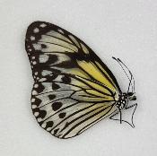 Ideopsis gaura anapina