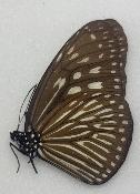 Euploea mulciber femelle