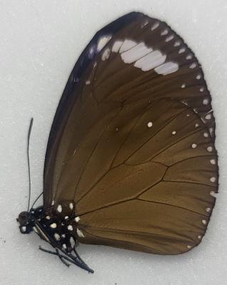 Euploea swainson male