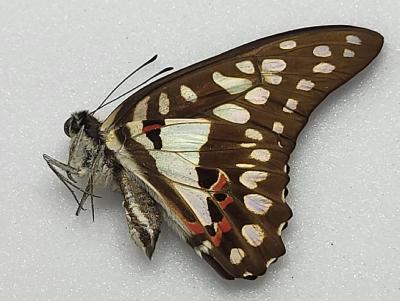 Graphium evemon