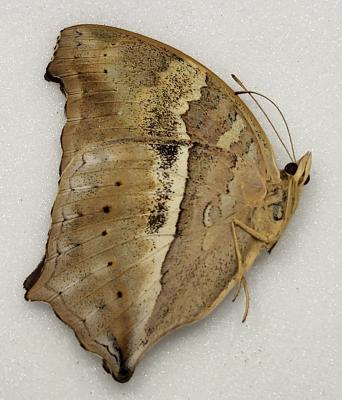 Yoma sabina nimbus sulawesi