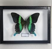 Boîte Cloche Papilio blumei male