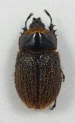 Heterogomphus hirtus male
