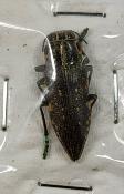 Polybothris sulcicolliss