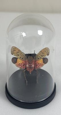 Mini Globes Penthicodes pulchella