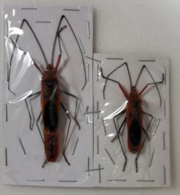 Lohita grandis couple
