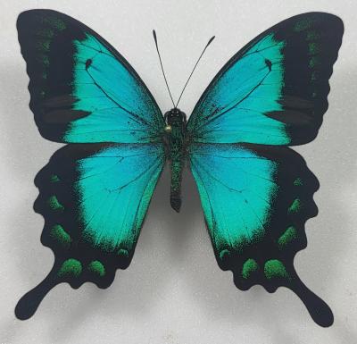 Papilio lorquilianus male étalé