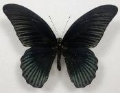 Papilio memnon étalé