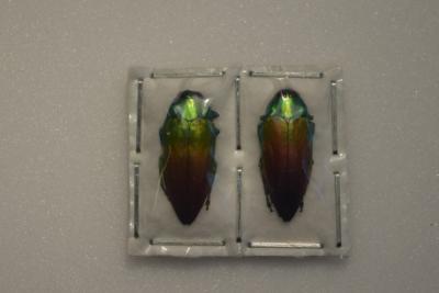 Actenodes aluaudi lot de 2