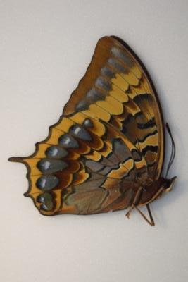 Charaxes eurialus femelle