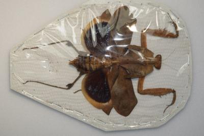 Deroplatys dessicata femelle