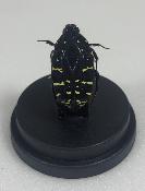 Mini Globes Euchroeaabdominalis