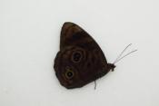 Eunica alcmena male