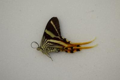 Papillon sp 5