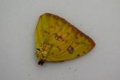 Phoebis sennae femelle jaune/orange
