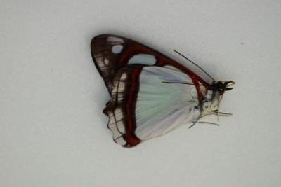 Pyrrhogyra edocla antheles male