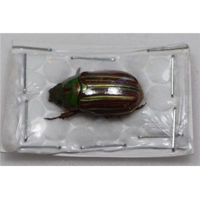 Chrysina adelaida vert/marron male