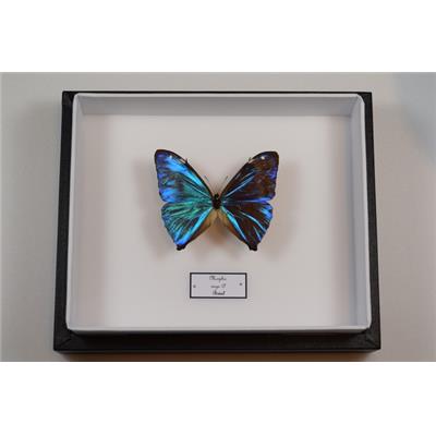 Morpho aega male