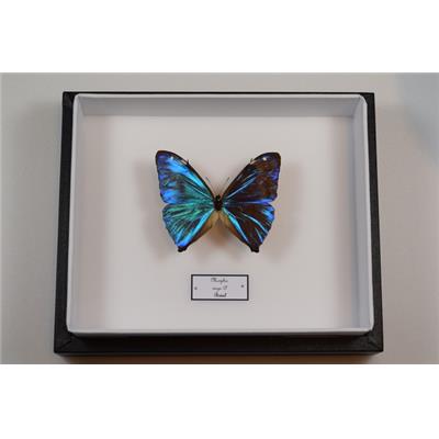 Morpho aega male